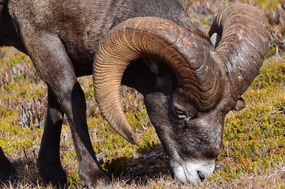 Bighorn sheep having a bite to eat