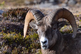 Bighorn sheep posing