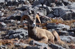 Bighorn sheep surveying its domain