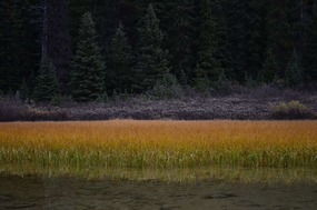 Small pond near Wilcox Pass trailhead