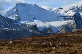 Bighorn sheep relaxing in the sun