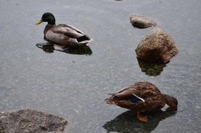 Ducks enjoying the rain at Frog Pond