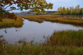 Salt marshes on Shubenacadie River