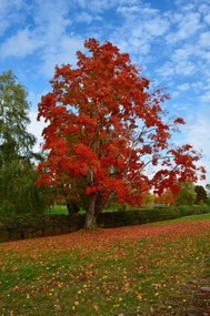 Tree colour at Grand Pre