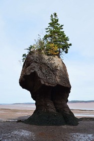 Plucky little pine tree