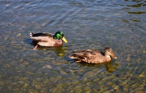 Ducks in Lily Lake, Rockwood Park St John