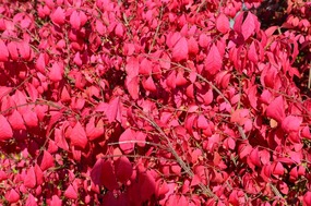 Shrubs in fall colours at Rockwood Park