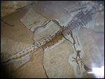 Isisfordia Duncani 