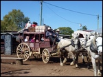 All set to go Gallopping through the Scrub