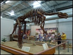 Muttaburrasaurus