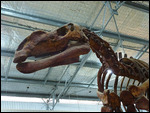 Muttaburrasaurus