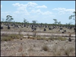Typical Anthill Country