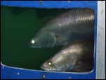 Barramundi discovery centre