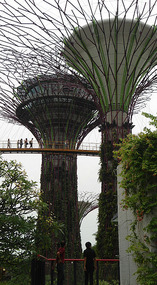 The tree structures and suspension bridge