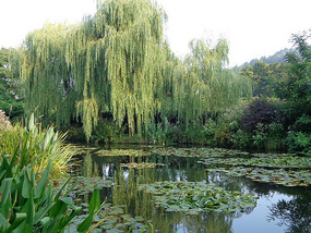 Monet's Lake and Water Lillies
