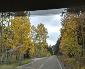 A Tunnel of Aspens!