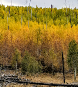 Beautiful Aspens~