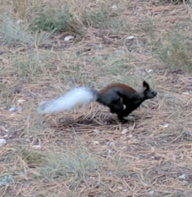 Kaibab Squirrel..