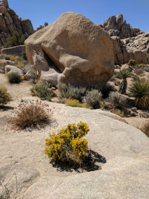 Inside the Wildlife Loop Joshua Tree N.P.