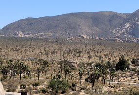 Joshua Tree Forest