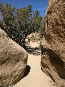Path into Wildlife trail Joshua Tree N.P.