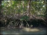 07 Mangrove