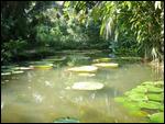 02 De beroemde waterlelies