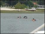 01 Zwemmen met waterbuffels
