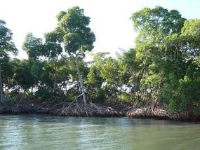 03 Mangroves