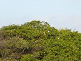 05 Vogels spotten