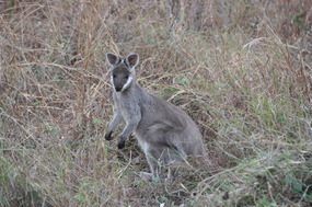 Wallaby Sighting