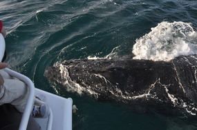 Whale Right Next To The Boat