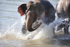 Snake In Water Scared This Gal