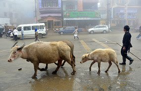 Not A Street Scene You See Everyday