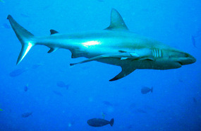 Jaws Alert!!