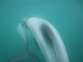 Swimming Under Us