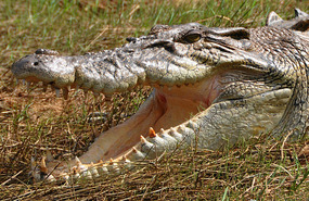 Is That Blood On His Teeth??
