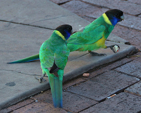 Lots Of Colour