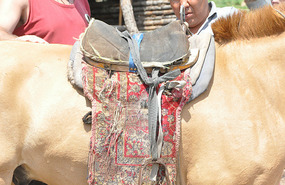Comfy Saddle