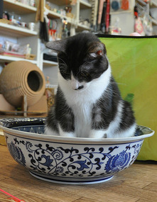 Cat In A Bowl