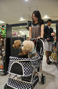 Japanese Dogs Don't Walk