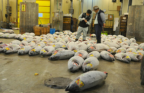 That's A Lot Of Tuna