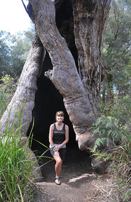 Swallowed By A Tree