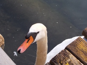 Hopeful swan