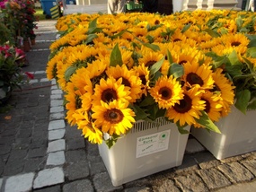 Sunflowers