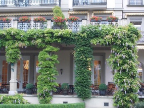 For those who appreciate wisteria...
