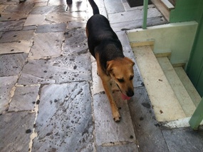 Our canine escort