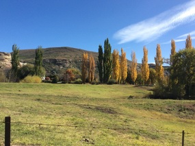 Beautiful Autumn Poplars 