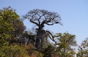 A young Baobab