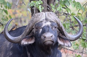 Buffalo Beauty